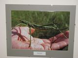 Выставка «Среда обитания» открылась в Самаре